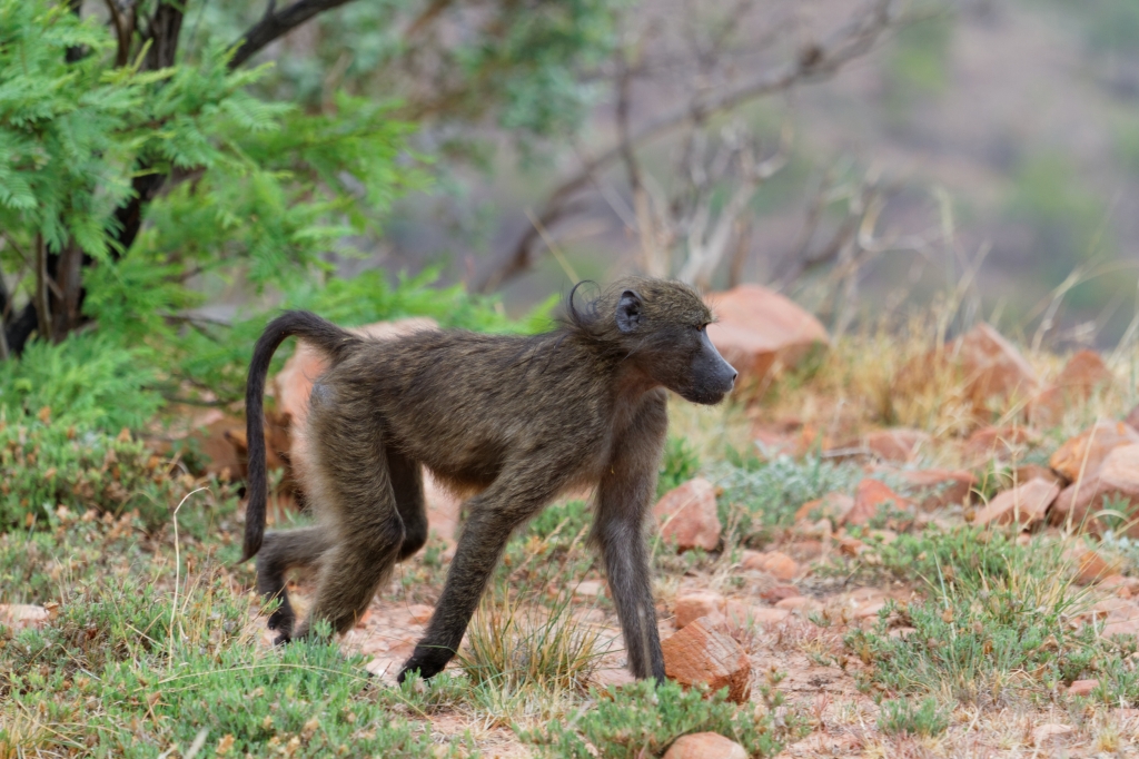 10 - Marakele NP (19).jpg